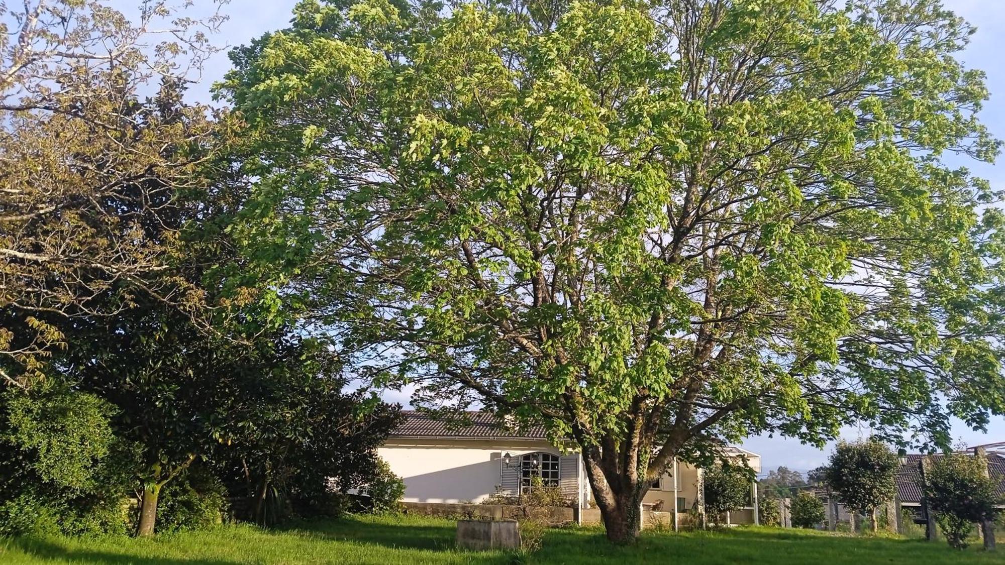A Casa De Abelleira Ponteareas Bed & Breakfast ภายนอก รูปภาพ